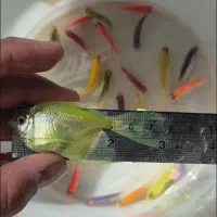 فروش کالر ویدو فقط بصورت عمده