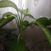 گل آپارتمانی دیفن باخیا|گل و گیاه طبیعی|ورامین, جعفر آباد اخوان|دیوار