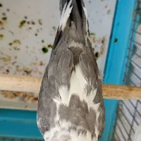 عروس هلندی ماده البینو دوکت مولد کارداده رنگخاص|پرنده|کوهدشت, |دیوار