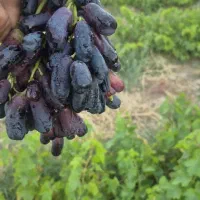 نهال انگور  ریشه لخت موندراپ