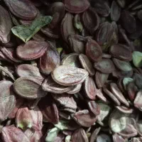 دانه هندوانه|عمدهفروشی|کدکن, |دیوار