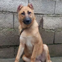 سرابی توله اصیل زیرقیمت معاوضه و فروش فوری