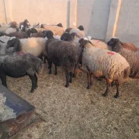 ۳۰راس میش چالی