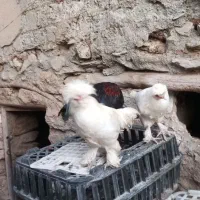 مرغ زینتی|حیوانات مزرعه|مریوان, |دیوار