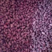 لوبیاقزمزدرجه|عمده‌فروشی|قیدار, |دیوار