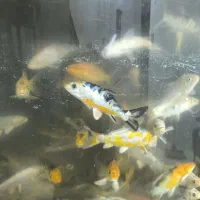 ماهی کوی|ماهی|شریفآباد, |دیوار