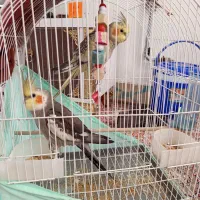 فروش طوطی عروس