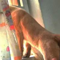 سگ مالیونز بلژیکی اصیل اصل|سگ|شیراز, رازی|دیوار