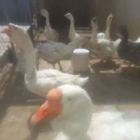 قوغاز نژاد خالماگور (سنگین وزن)