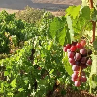 فروش ۲۰۰۰ متر باغ میوه در شهرستان سرسبز بوانات|فروش دفتر صنعتی، کشاورزی، تجاری|بوانات, |دیوار