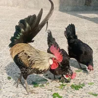 مرغ وخروس محلی کاکی