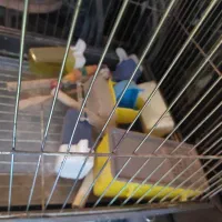 قفس پرنده با وسایل|لوازم جانبی حیوانات|پاکدشت, پاکدشت (مامازند)|دیوار