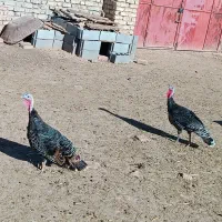 بوقلمون|پرنده|اسفراین, |دیوار