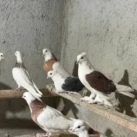 طوقی و پاپر|پرنده|بهار, |دیوار