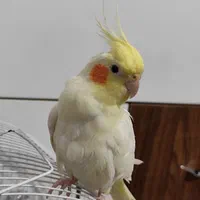 عروس هلندی ماده لوتینو