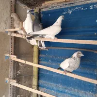 کبوتر فروشی شخصی