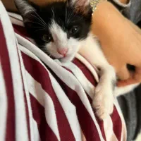 واگذاری گربه|گربه|رشت, حسین آباد|دیوار