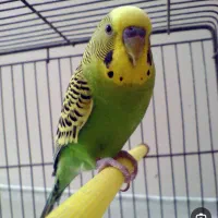 مرغ عشق گمشده