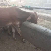 باسلام فروش ۹راس گوساله