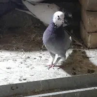 توضیحات بخونید