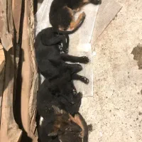 ژرمن بلک|سگ|ساری, |دیوار