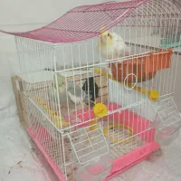 عروس هلندی تخمگذار با قفس