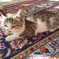 بچه گربه