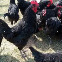 مرغ و خروس جهت قربانی