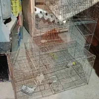 قفس|لوازم جانبی حیوانات|قزوین, |دیوار