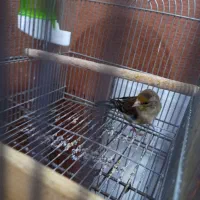 سهره قناری|پرنده|شیراز, کفترک|دیوار