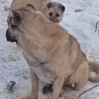 فروش فوری سگ به علت عدم وقت برای مراقبت