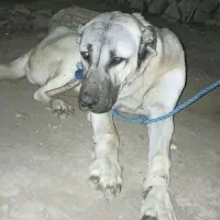 ماده سرابی ۱۱ ماهه|سگ|گرمی, |دیوار