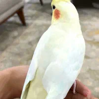 عروس هلندی گمشده