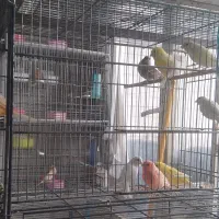 قناری یلو ،وایت،موزاییکی،اوپال