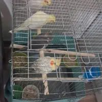 عروس هلندی به همراه قفس