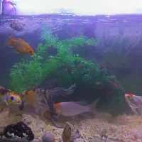 آکواریوم با تمام لوازم|ماهی|مشهد, گاز|دیوار