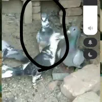 ابلغ گمشده خریدارم ۲م خریدارم