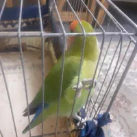 طوطی برزیلی نر رام شده