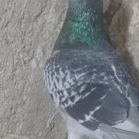 جفت نرماده