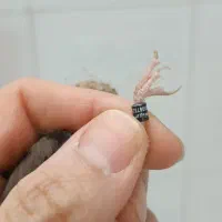 سهره ۲عدد متولد قفس نر هستن هردو