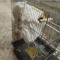 قفس پرنده با تمام لوازم|لوازم جانبی حیوانات|فردیس, شهرک شهید حسینی|دیوار