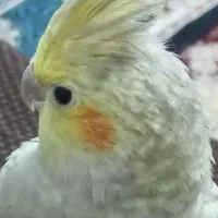 عروس هلندی ماده ، قناری نر