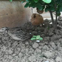 بلدرچین تخم گذار