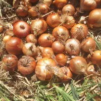 پیازطلایی درجه یک|خوردنی و آشامیدنی|سلیمان, |دیوار