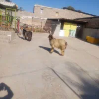 نرمیش و دوبر ترکی|حیوانات مزرعه|مسجد سلیمان, |دیوار