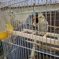 یه جفت عروس هلندی|پرنده|گلستان (تهران), |دیوار