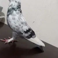 ۲تا نر ساعتی