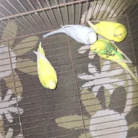 مرغ.عشق|پرنده|دوگنبدان, |دیوار