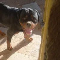 روتوایلر نر کشش|سگ|اصفهان, آبشار|دیوار