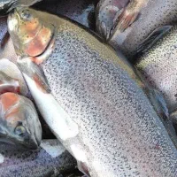 ماهی قزل آلای قم چقای